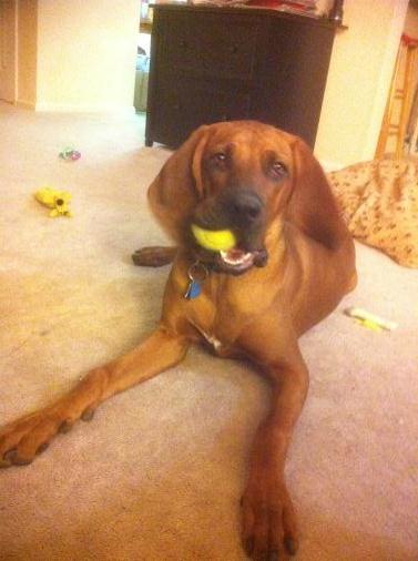 Zoey, a Rebone Coonhound with tennis ball.