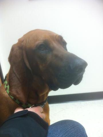 Zoey, a redbone coonhound at the vet.